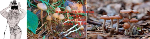 PSILOCYBIN Балахна